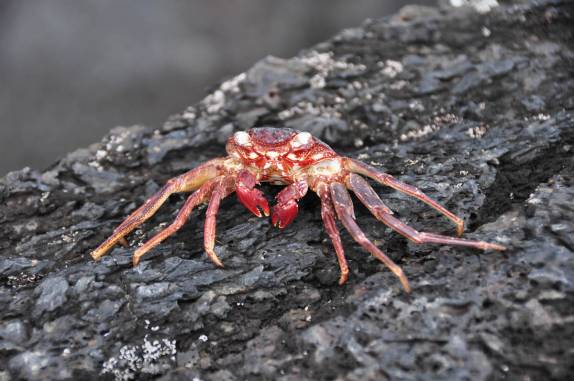 Caranguejo descansa sobre lava endurecida no litoral ao sul de Hilo, na Big Island, no Hawaii